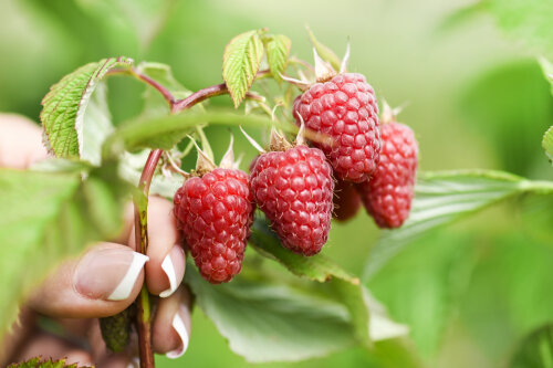 Raspberry Aspiring Tm